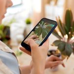 kobieta ze smartfonem fotografująca kwiaty