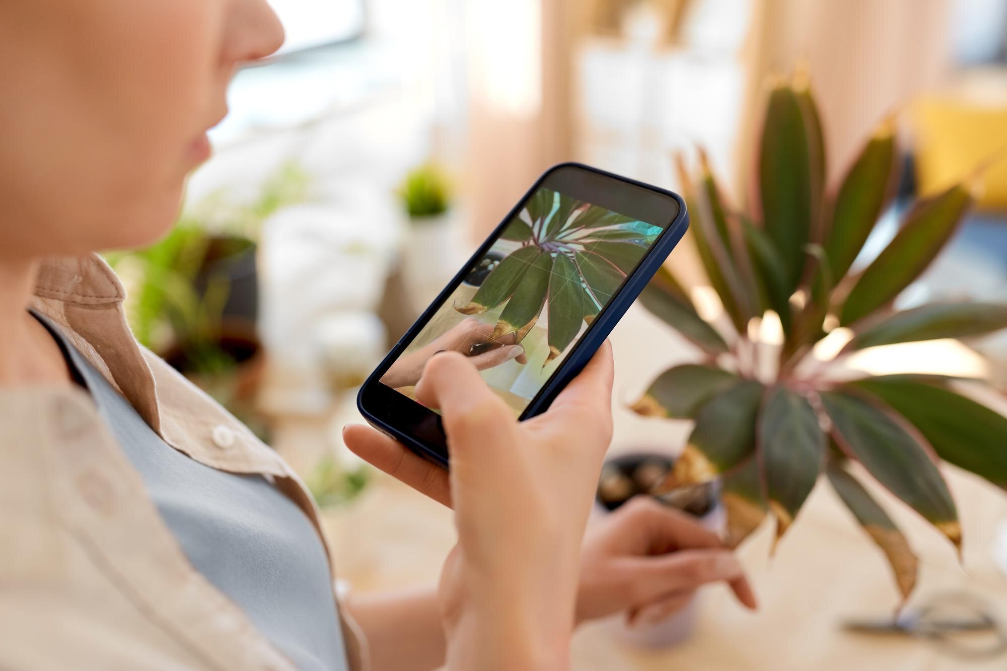 kobieta ze smartfonem fotografująca kwiaty